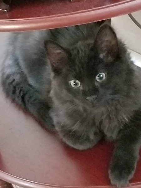 Ebony