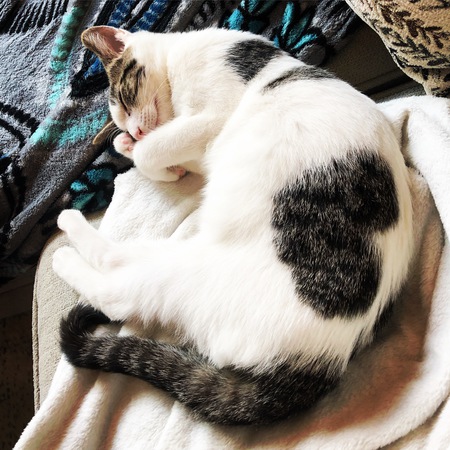 FIFA World Cat
