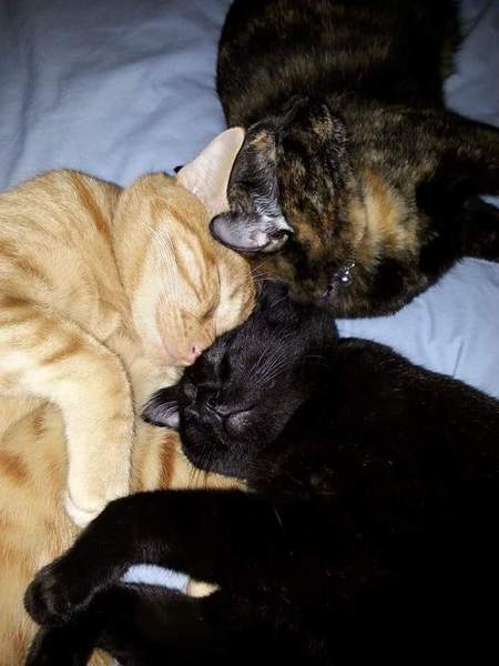 Brutis, Hathor, and Onyx 