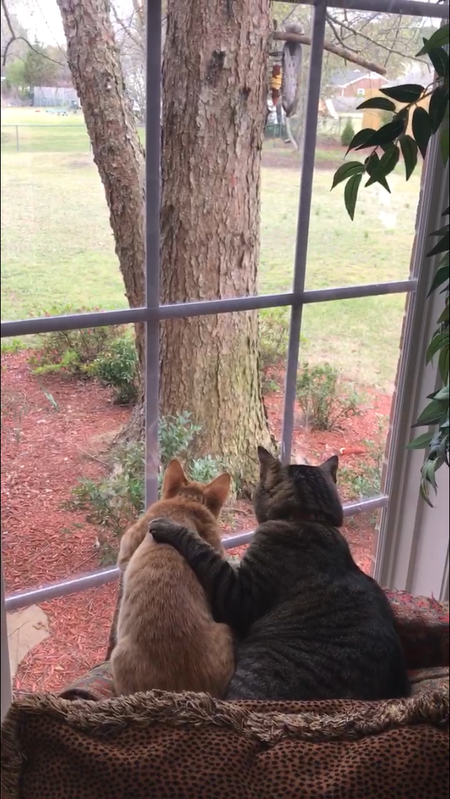 Opie and Mowgli 