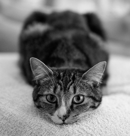 Frankie
