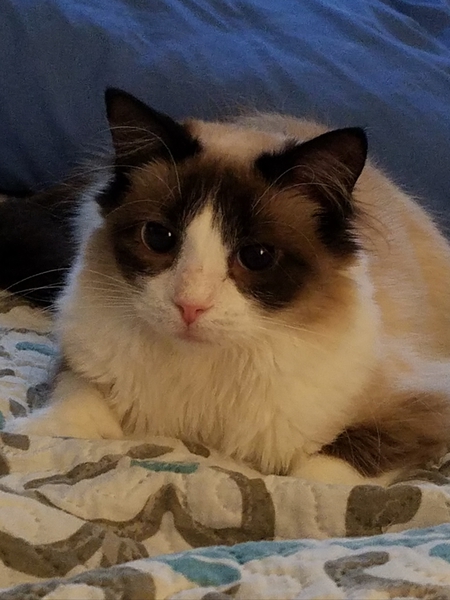 Teelah