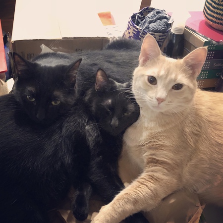 Tiger, Ollie, Tillie
