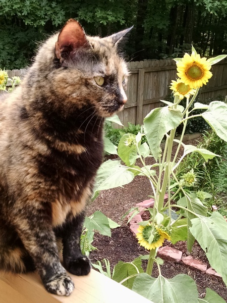 Julie