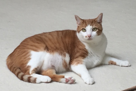 Garfield