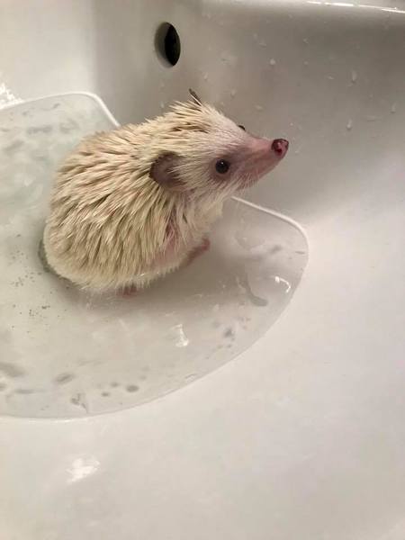 Milo