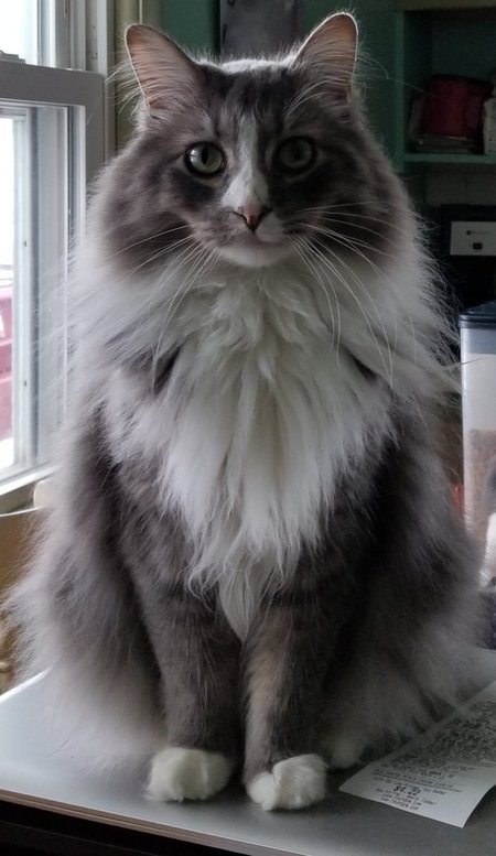 Loki