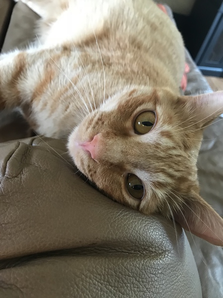 Otis