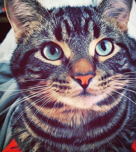 Jameson