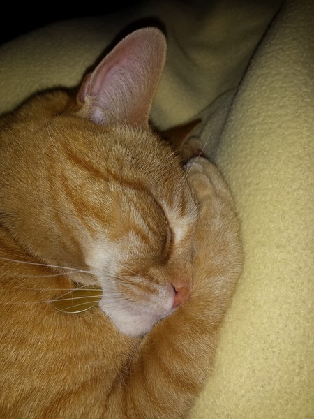 Pumpkin