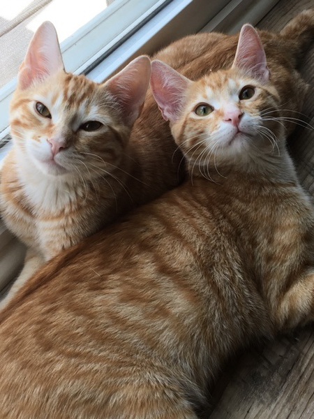 Ryder & Gunner