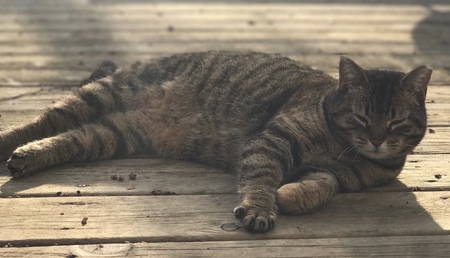 Pepper 
