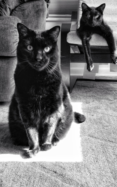 Serenity & Nostromo 