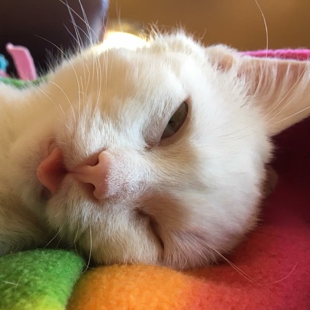Simon