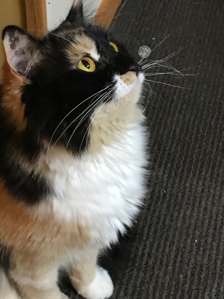 Chloe