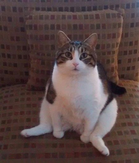 Miso 