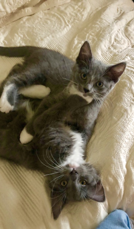 Cash & Cuddles  