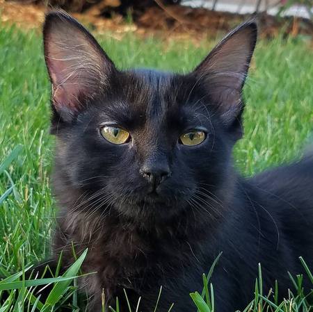 Jadie Bug