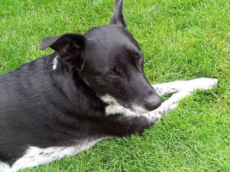 Sneaky Pete