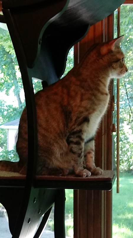 Nutmeg