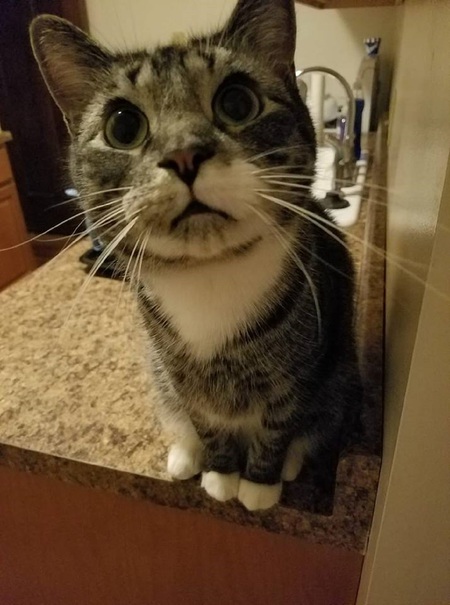 Elvis