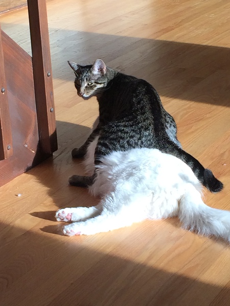Rufus T Speedbump & Bubba
