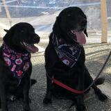 Entry image for Diver & Jax