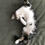 Entry image for Arrow