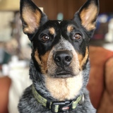 Entry image for Nash