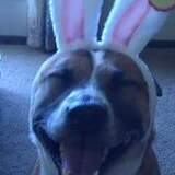 Entry image for Zeke