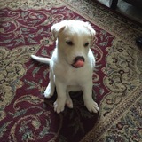 Entry image for Koda