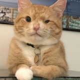 Entry image for Hogan