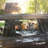 Entry image for L to R. Bailey, Buddy, Rocky