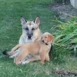 Entry image for Rocky and Butters