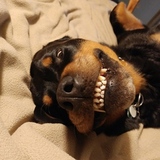 Entry image for Bailey