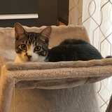 Entry image for Arrow