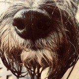 Entry image for Patches 