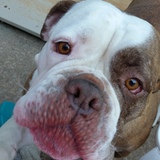 Entry image for Cleopatra