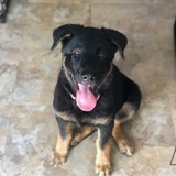 Entry image for Poppy 