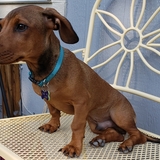 Entry image for Oliver 