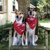 Entry image for Lupe & Rocco 