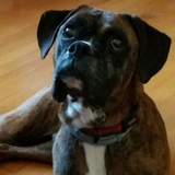 Entry image for Otis