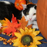 Entry image for Meow