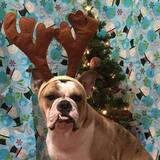 Entry image for Ms. Jumbalia Grumble Pants