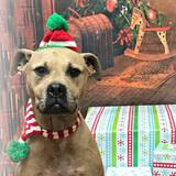 Entry image for Clover