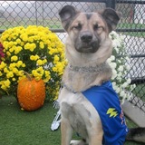 Entry image for Shadow