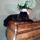 Entry image for Bailey