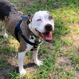 Entry image for BamBam