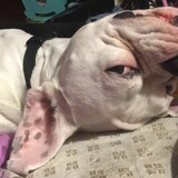 Entry image for Oliver Dakota James Foley