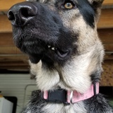 Entry image for Remy